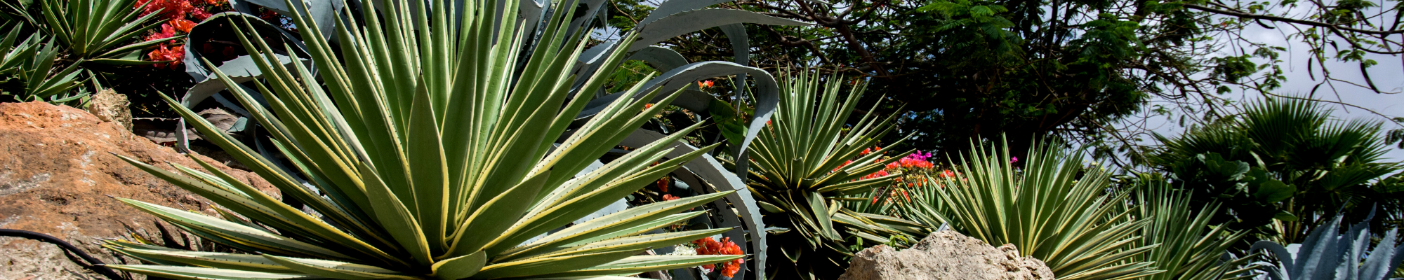 native plants and rocks -Southern CA and Mexico